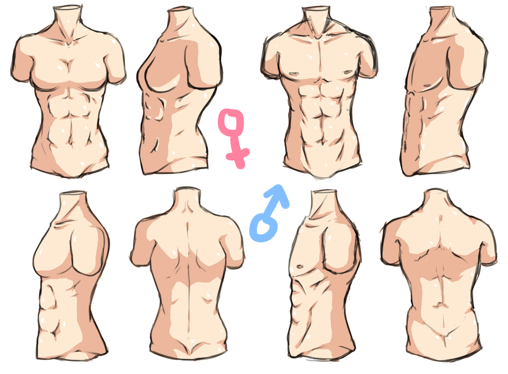 Male nipples female. Аниме торс референс. Аниме тело. Мужское тело для рисования. Торс референсы для рисования.