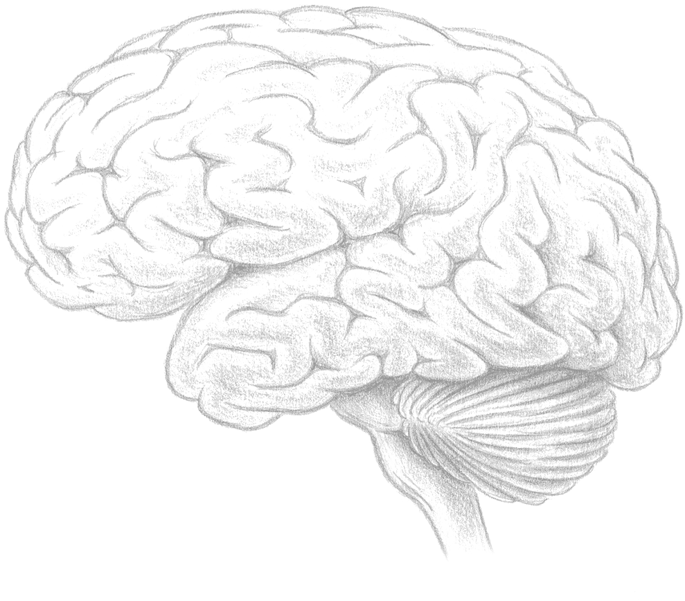 Рисунок мозга легко. Мозг рисунок. Мозги рисунок карандашом. Мозг для срисовки. Мозг карандашный рисунок.