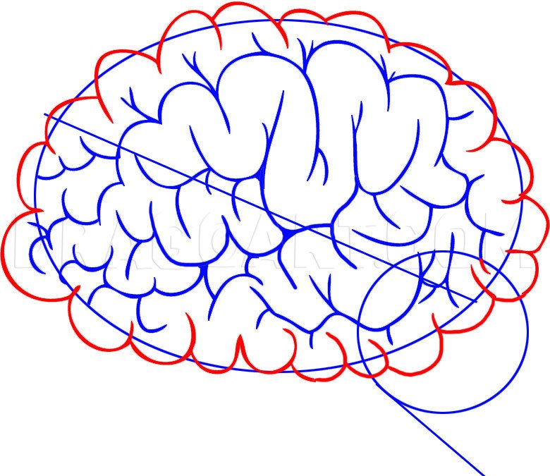Brain 59. Мозг рисунок. Мозг карандашом. Поэтапное рисование мозга. Мозг нарисованный.