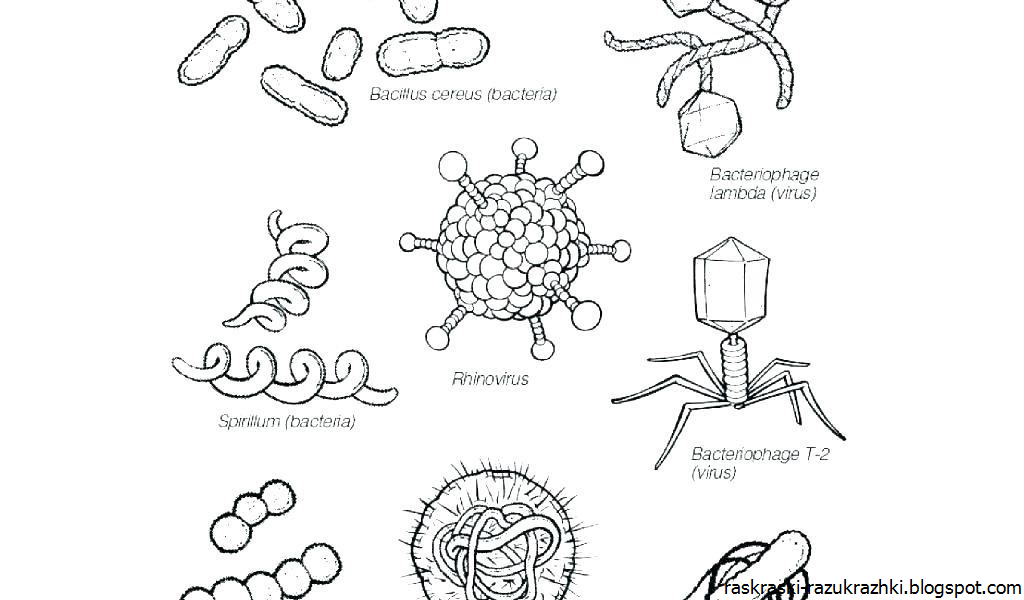 Вирусы и бактерии схема. Рисунки по биологии вирусы и бактерии. Вирус схема. Вирусы простейшие бактерии рисунки. Легкая тема по биологии
