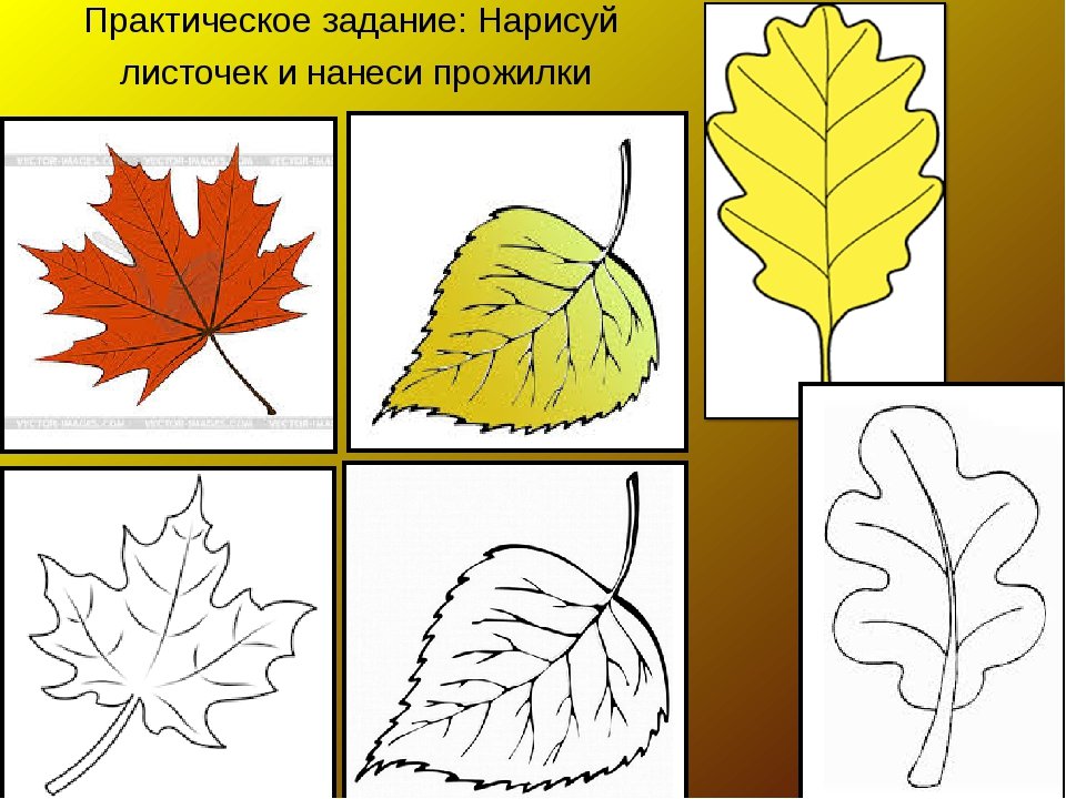 Лист для первого класса. Рисование листьев. Рисунки листьев. Изо рисование осеннего листа. Листья разной формы.