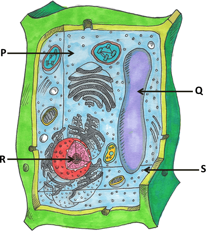 Растительная клетка рисунок биология. Клетка клетка растения. Строение клетки растения. Зарисовать растительную клетку.