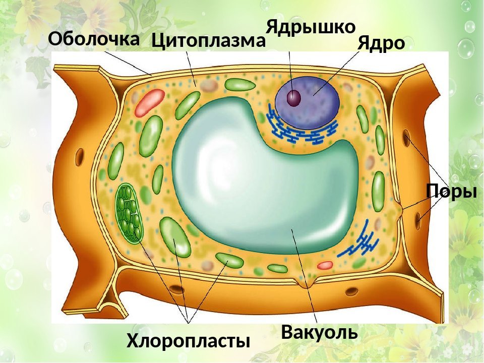 Строение клеток рисунок 5 класс. Вакуоль клетки 5 класс биология. Вакуоль растительной клетки рисунок. Строение клетки вакуоль. Клетка цитоплазма вакуоль.
