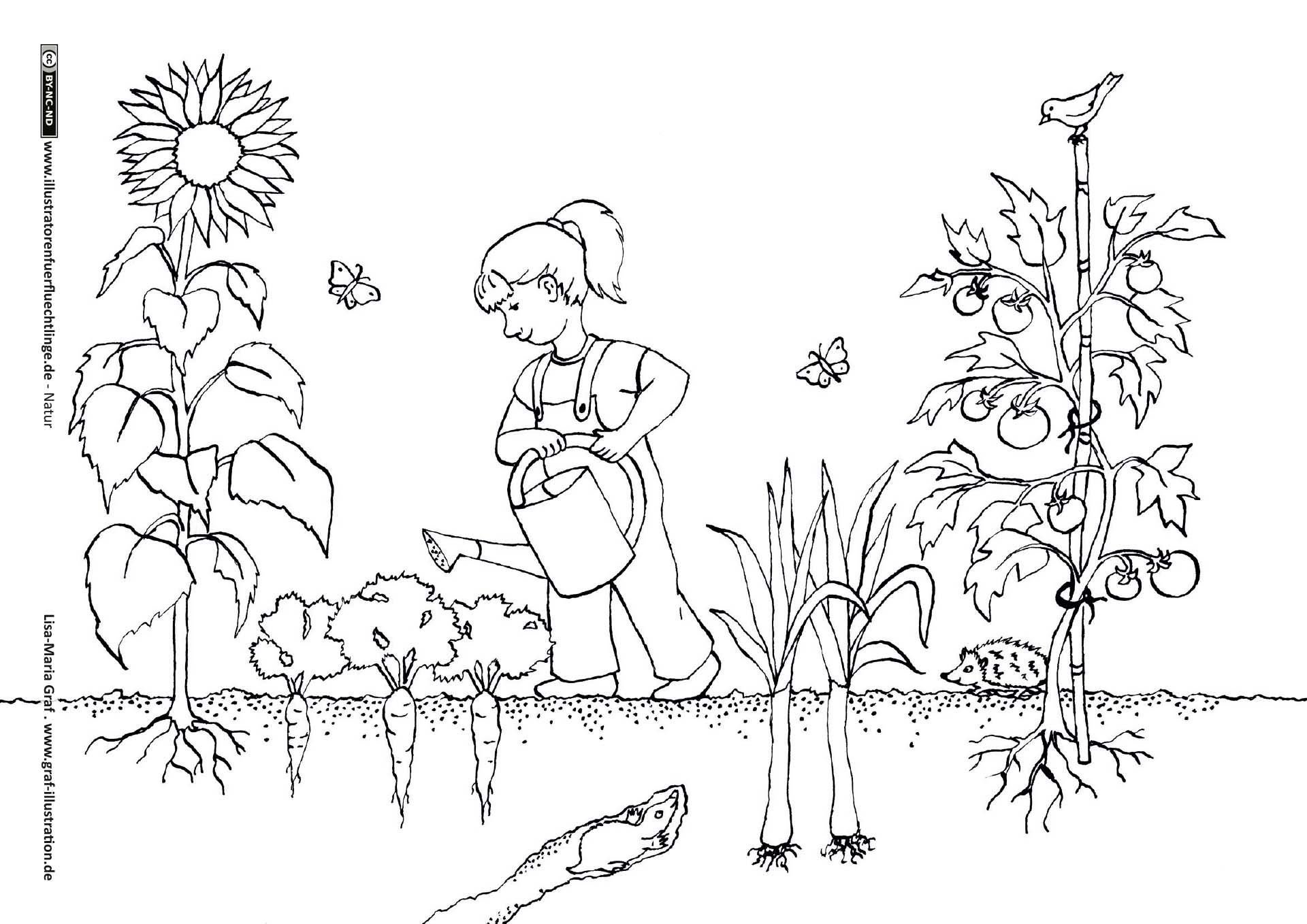 Нарисуем огород там растет два куста ягоды. Раскраска. В огороде. Огород раскраска для детей. Раскраска сад и огород для детей. Овощи на грядке раскраска для детей.