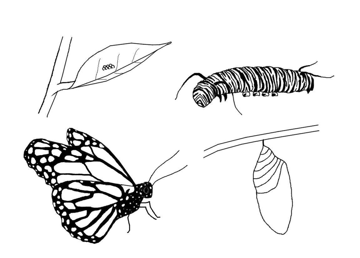 Стадии гусеница бабочка