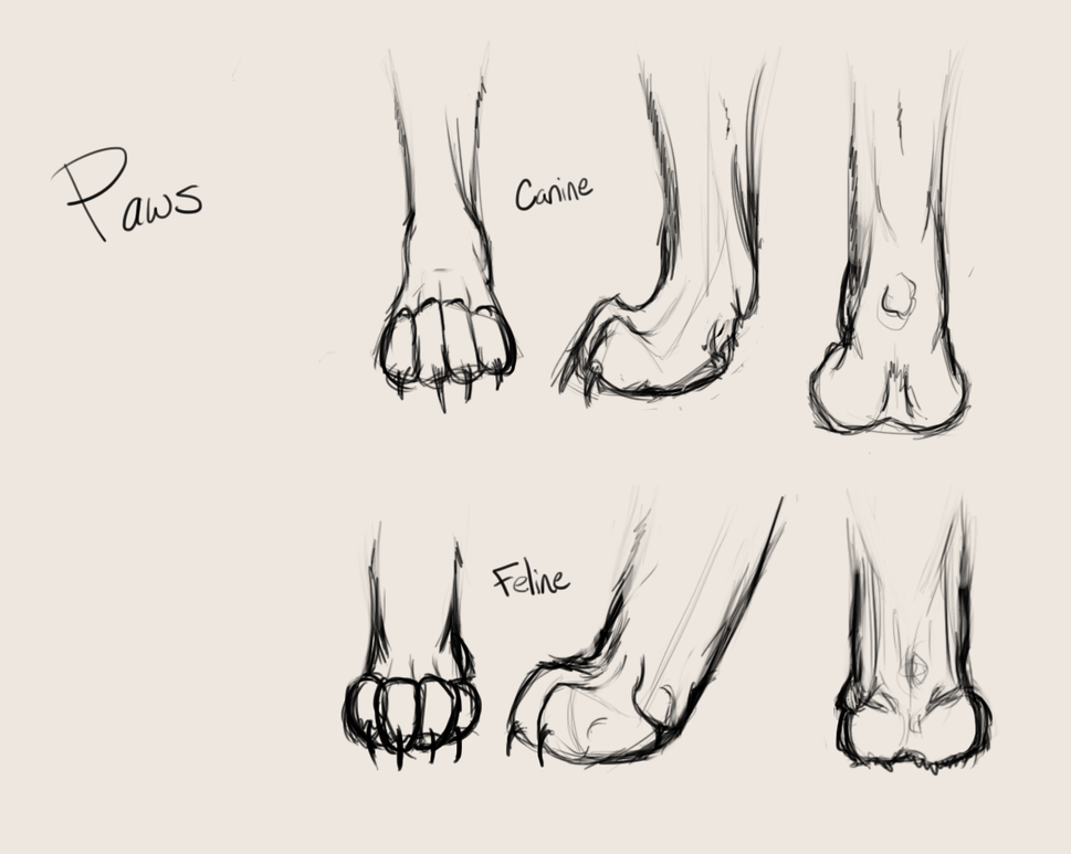Ляжки задних ног у волка 4. Лапы Льва референс анатомия. Лапы кота референс. Анатомия лапы собаки референс.