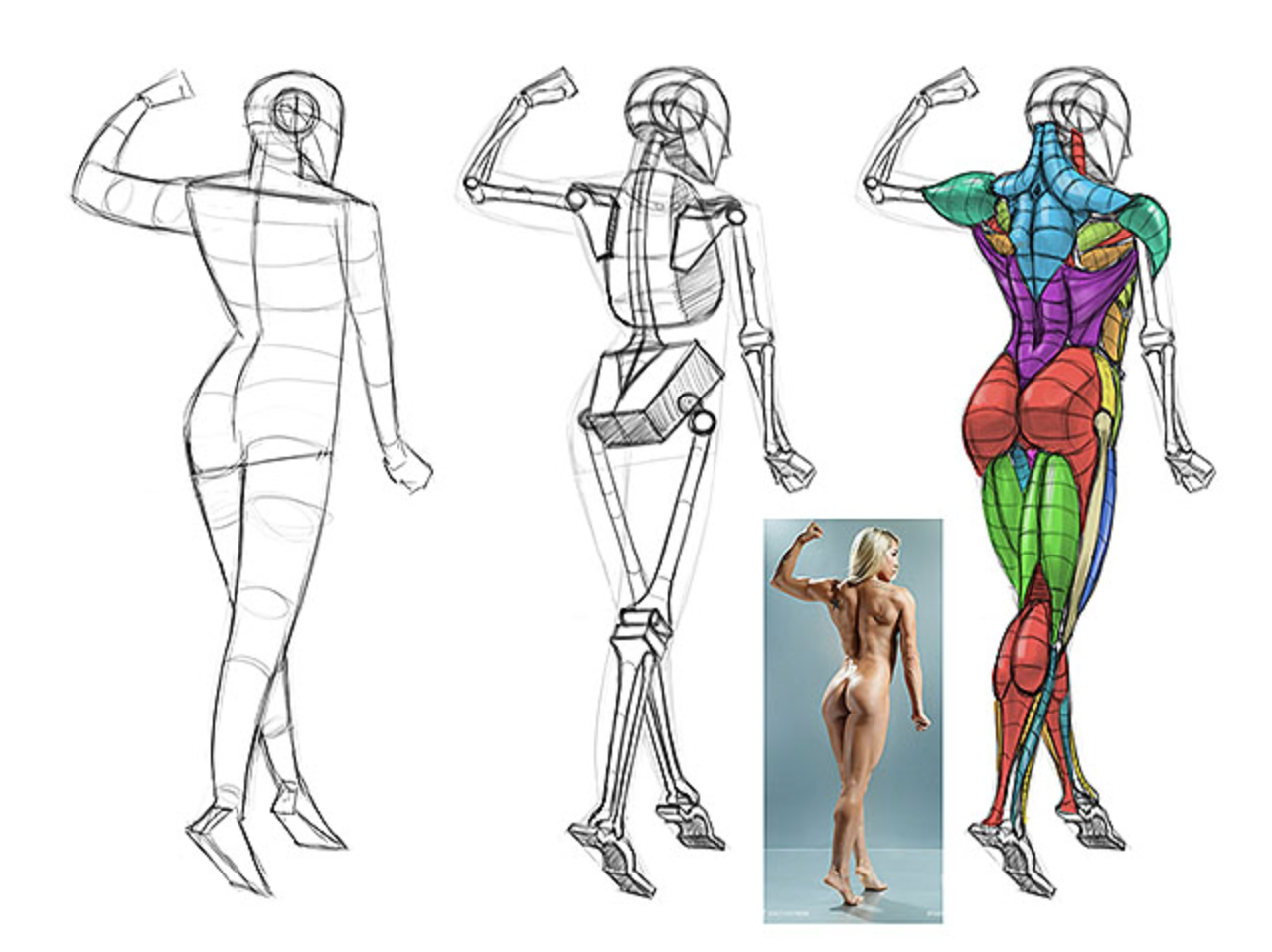 Фигура человека анатомия. Тело для рисования. Человеческие фигуры для рисования. Анатомия человека для рисования. Туловище для рисования.